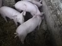 Cerdos (lote, sexo no especificado), Крупная белая — foto 2