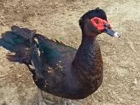Ducks — photo 1