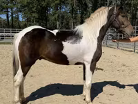 Pastuv, American paint horse — fotografija 1