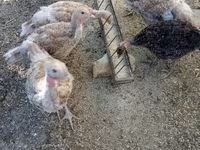 Turkeys — फ़ोटो 1