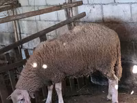 Ovan, Baerchuke sheep — fotografija 5