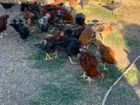 Chickens — foto 2