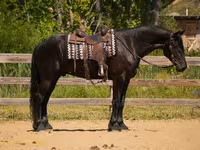 Pastuv, Friesian — fotografija 3