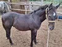 Caballo, Caballos — foto 1