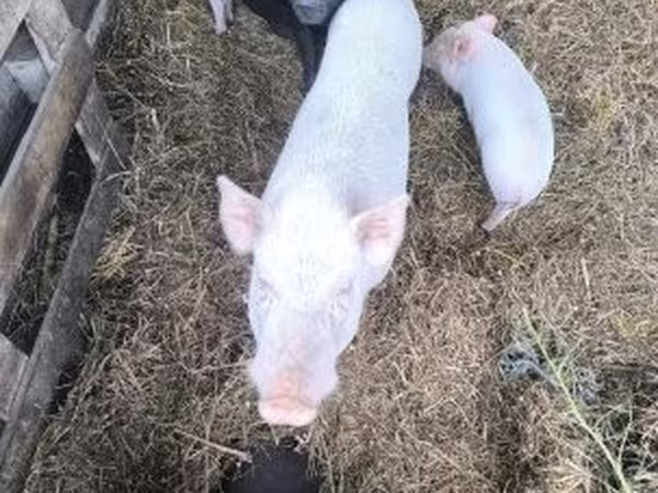 雌豚, Вьетнамская вислобрюхая