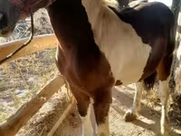 Cavalo, Cavalos — foto 4