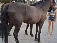 公马, Horses — 照片 2