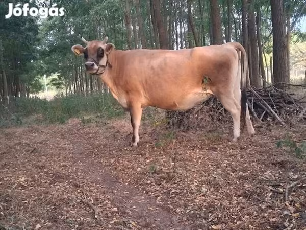 Krava, Говеда
