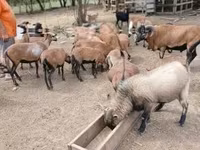 Sheep (batch, sex not specified), Sheep — photo 3
