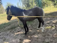 Kobila, Australian Pony — fotografija 3