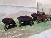 Ovelha, Ovelhas — foto 1