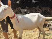 Koza, Saanen goat — fotografija 5
