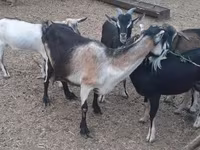 Koza, Kozy — zdjęcie 2