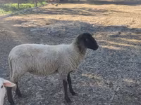 Қой, Tsigai sheep — 1-сурет
