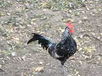 Chickens — 照片 3