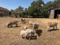Brebis, Moutons — photo 4