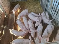 Porcs (lot, sexe non indiqué), Porcs — photo 5