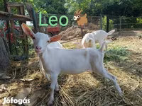 Cabro, Cabras — foto 7