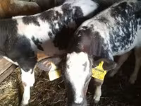 Bull, Belgian Blue — photo 1