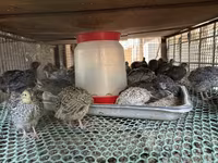 Quails — الصورة 2