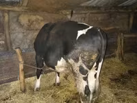 雄牛, Simmental cattle — 写真 4