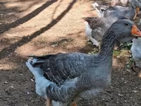 Geese — الصورة 7