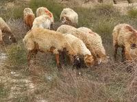 Brebis, Moutons — photo 6