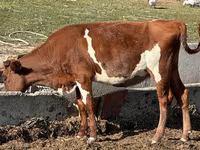 Krowa, Bydło — zdjęcie 2