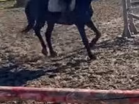 Caballo, Hungarian horse breed — foto 1