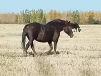 Pastuv, Vladimir heavy draft — fotografija 8