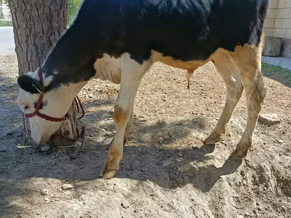 Byk, Russian Black pied cattle