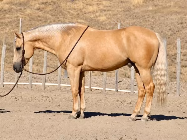 Pastuv, Quarter Horse