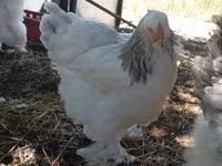 Brahma — photo 7