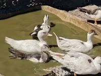 Ducks — 写真 6