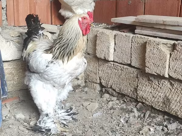 Brahma