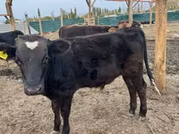 Bull, Swiss cattle — photo 1