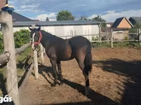 घोड़ी, Dutch warmblood horse — फ़ोटो 4