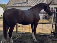 Kobyła, Hungarian horse breed — zdjęcie 1