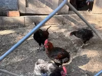 Marans — foto 8