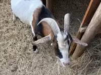 Cabro, Cabras — foto 3