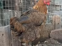 Chickens — الصورة 5