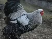 Brahma — zdjęcie 5