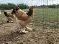 Brahma — foto 6