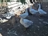 Geese — zdjęcie 1