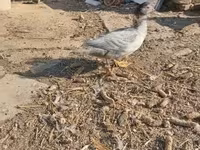 Ducks — foto 3