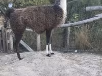 Верблюдиця, Верблюди — фото 3