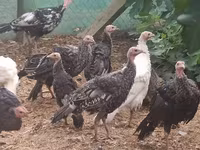 Turkeys — Foto 2