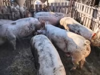 मादा सूअर, Крупная белая — फ़ोटो 2