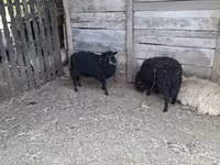 Qoʻy, Racka sheep — 1-rasm