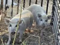 Schweine (Partie, Geschlecht nicht angegeben), Schweine — Foto 3